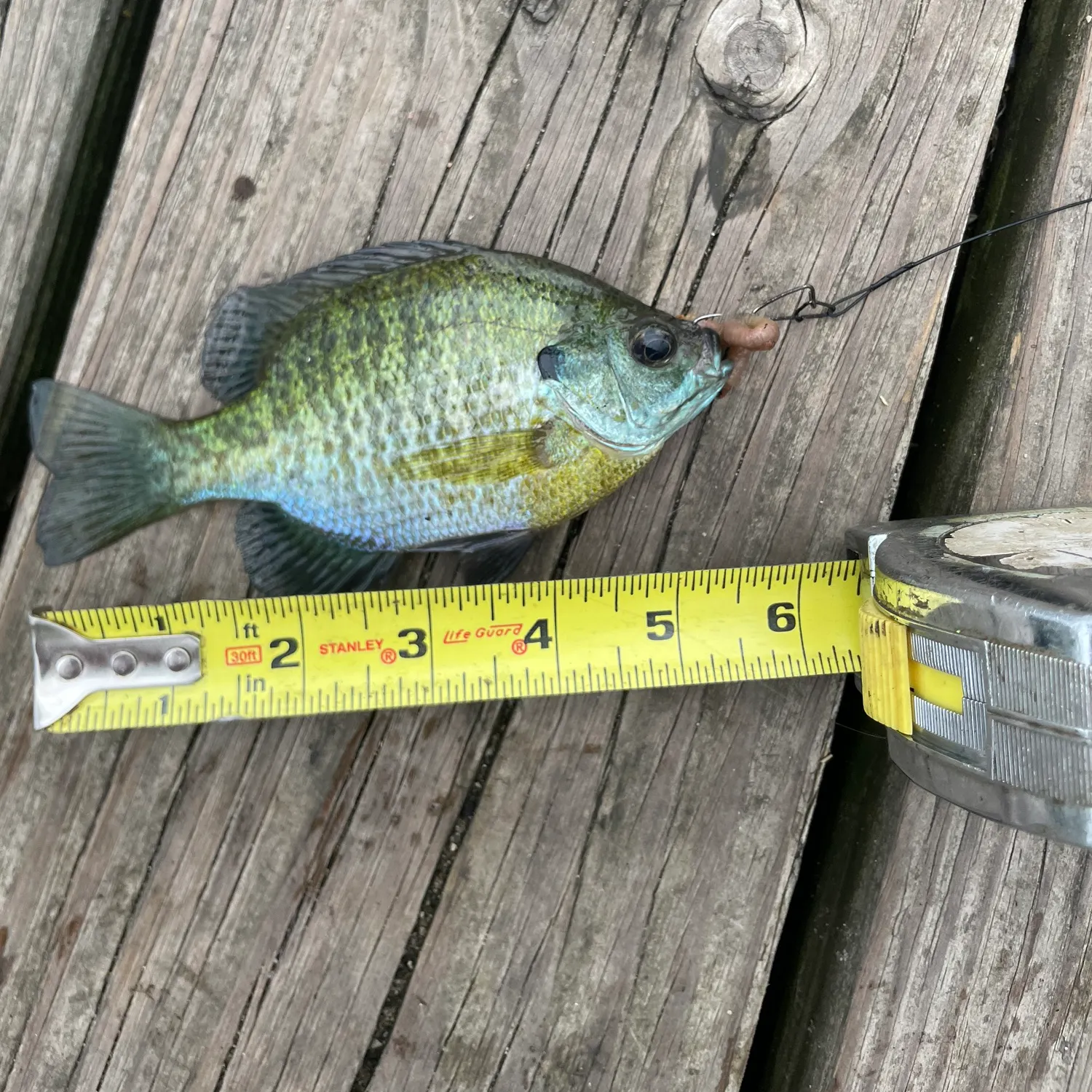 recently logged catches