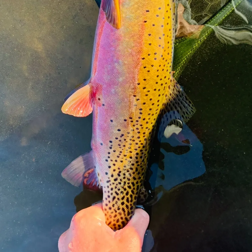 The most recent Westlope cutthroat trout catches on Fishbrain