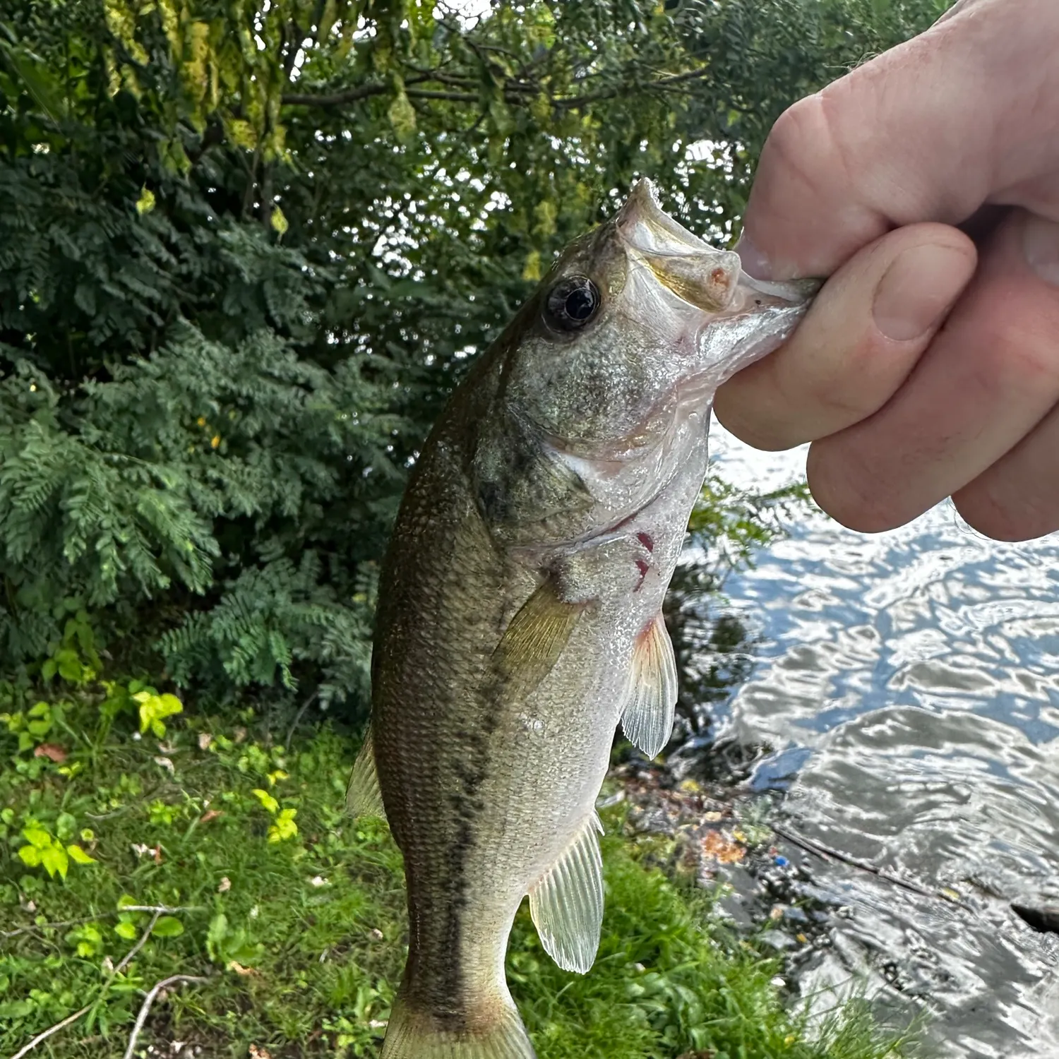 Spotted bass caught on Fishbrain