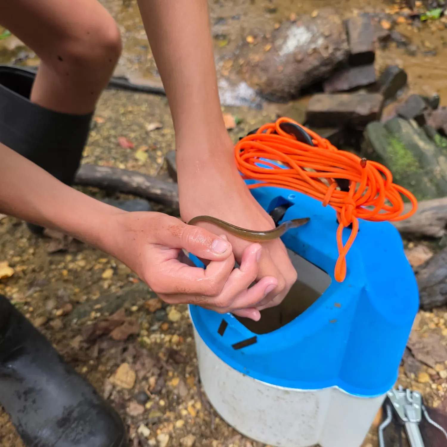 American eel caught on Fishbrain