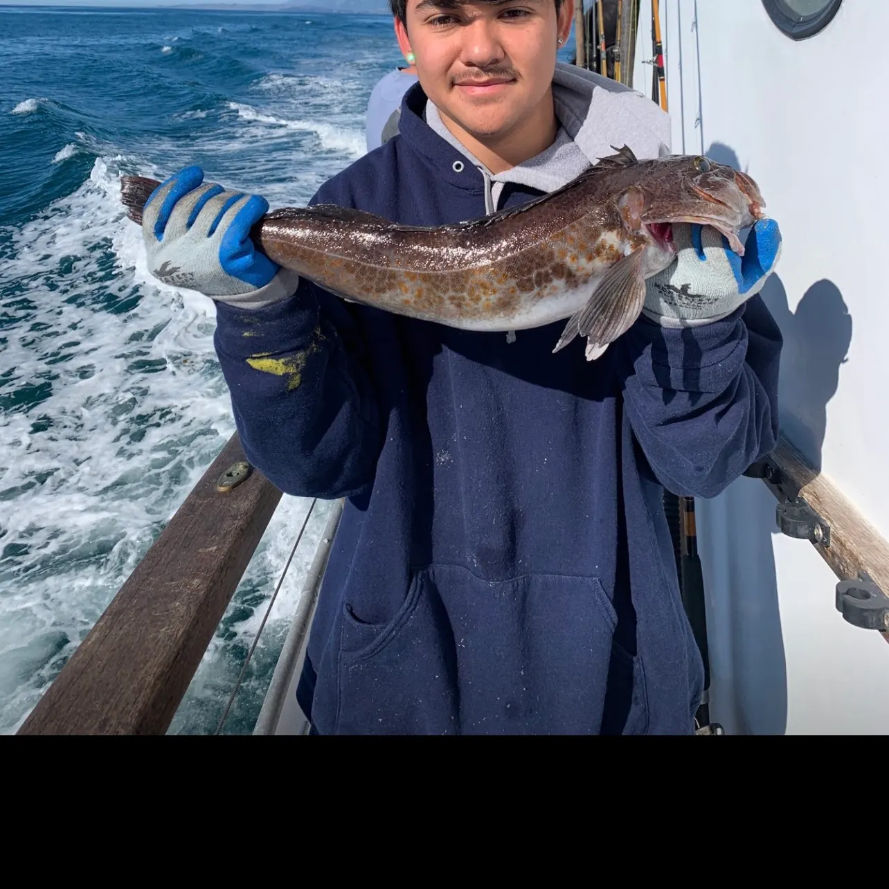 The most recent Lingcod catches on Fishbrain