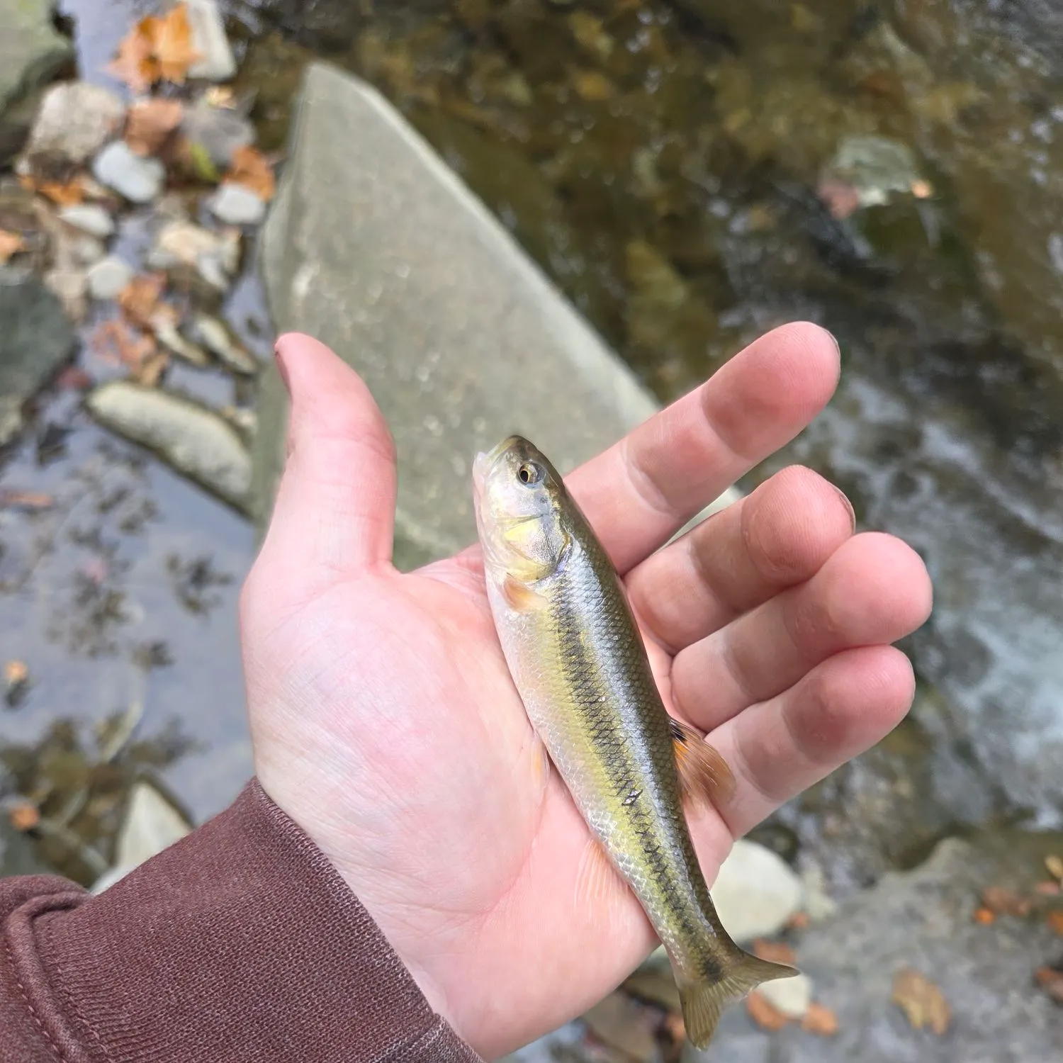 Creek chub caught on Fishbrain