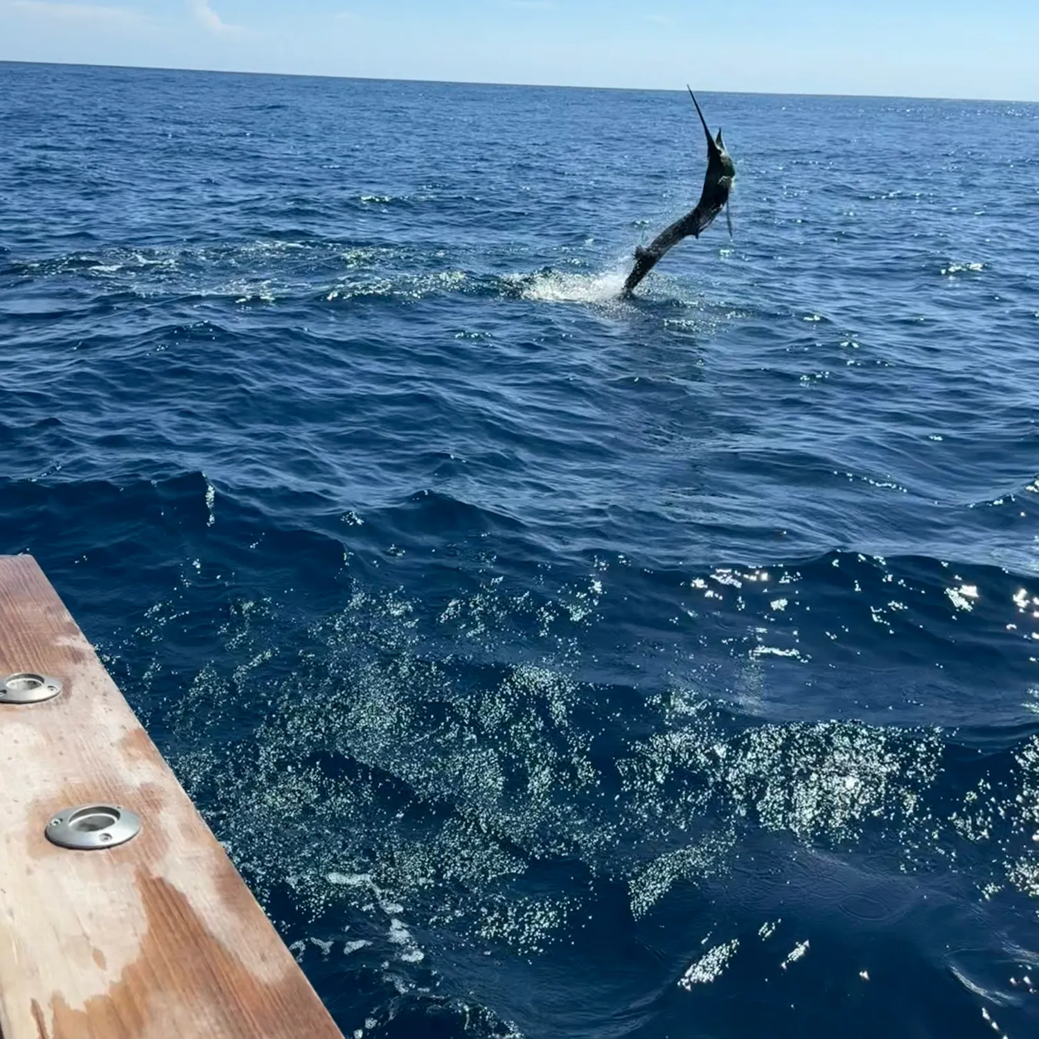 The most recent Indo-Pacific sailfish catches on Fishbrain