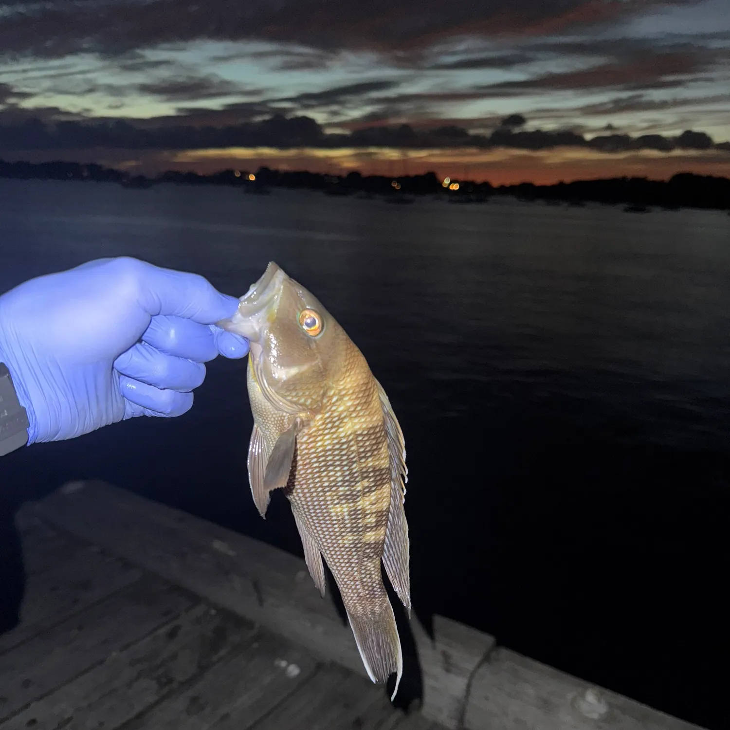 Black sea bass caught on Fishbrain