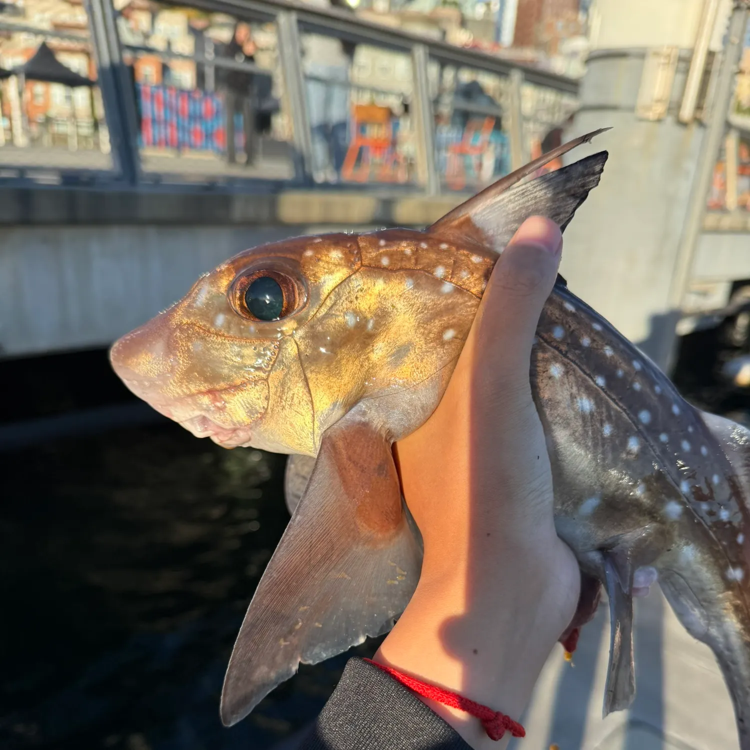 The most recent Spotted ratfish catches on Fishbrain