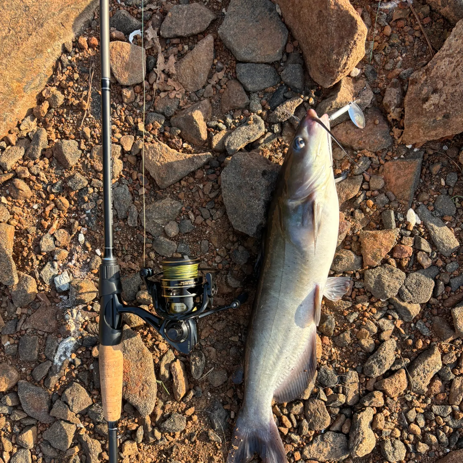 Channel catfish caught on Fishbrain