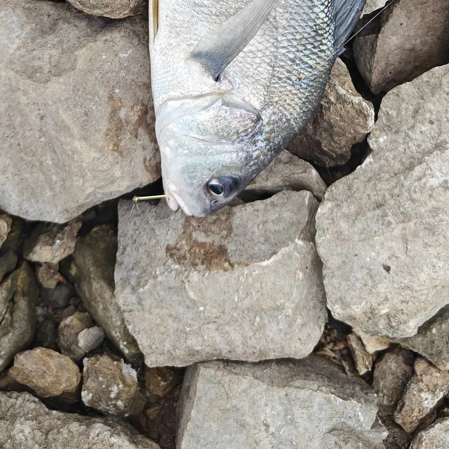 Freshwater drum caught on Fishbrain