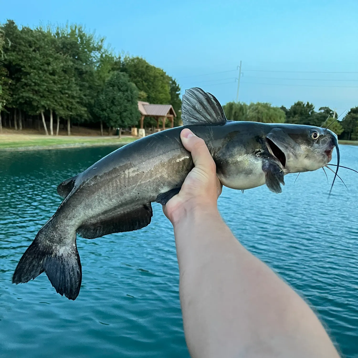 Channel catfish caught on Fishbrain