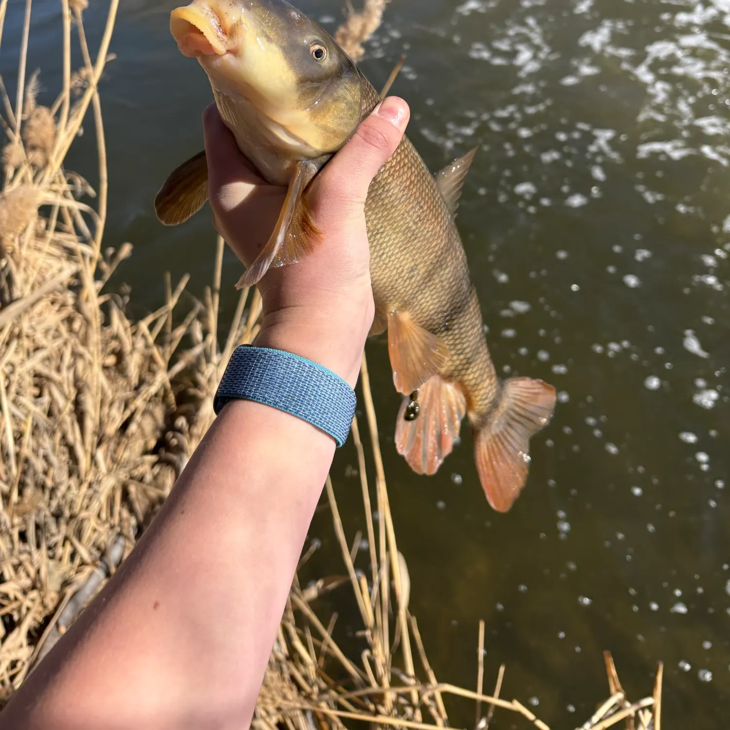 The most recent White sucker catches on Fishbrain