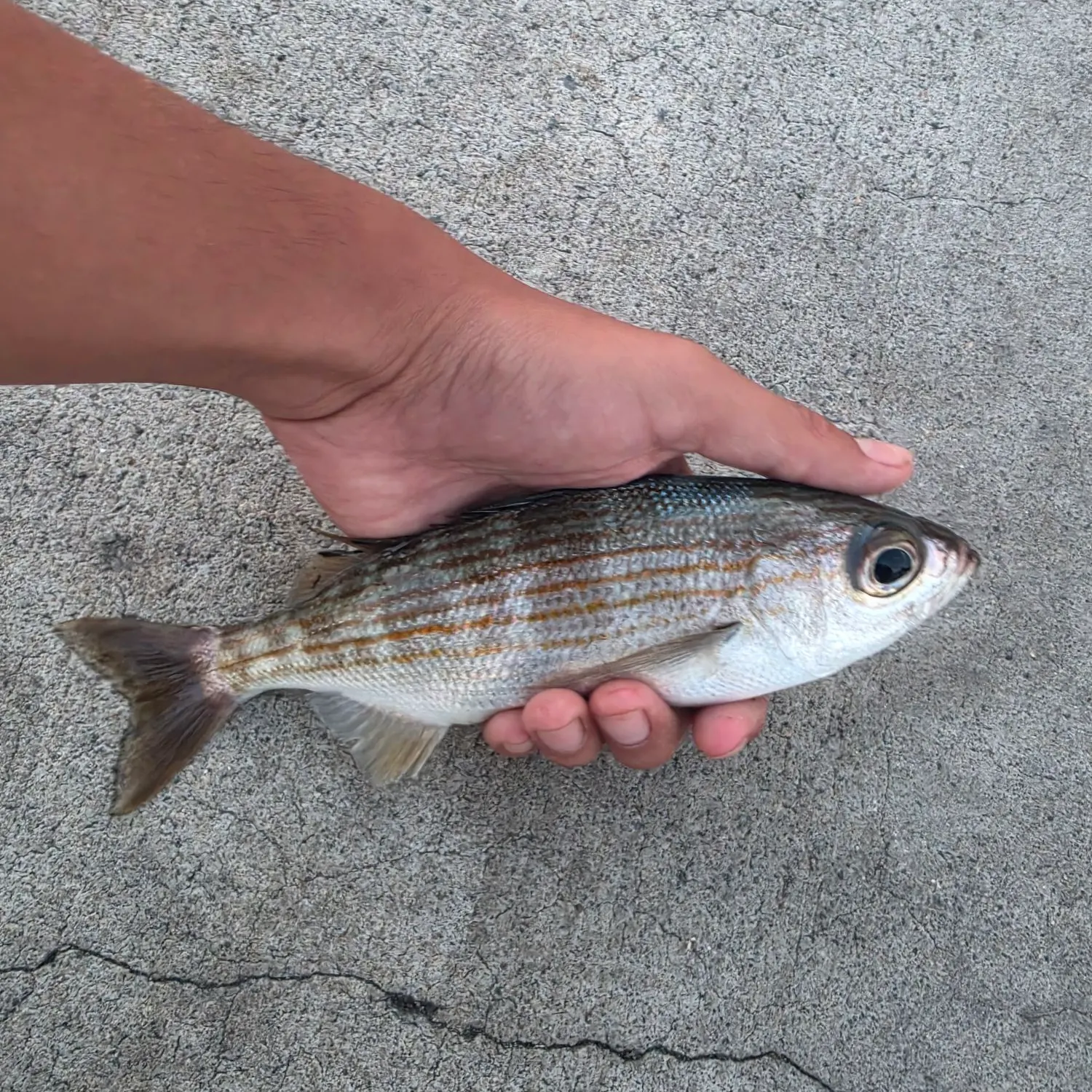The most recent Californian salema catches on Fishbrain