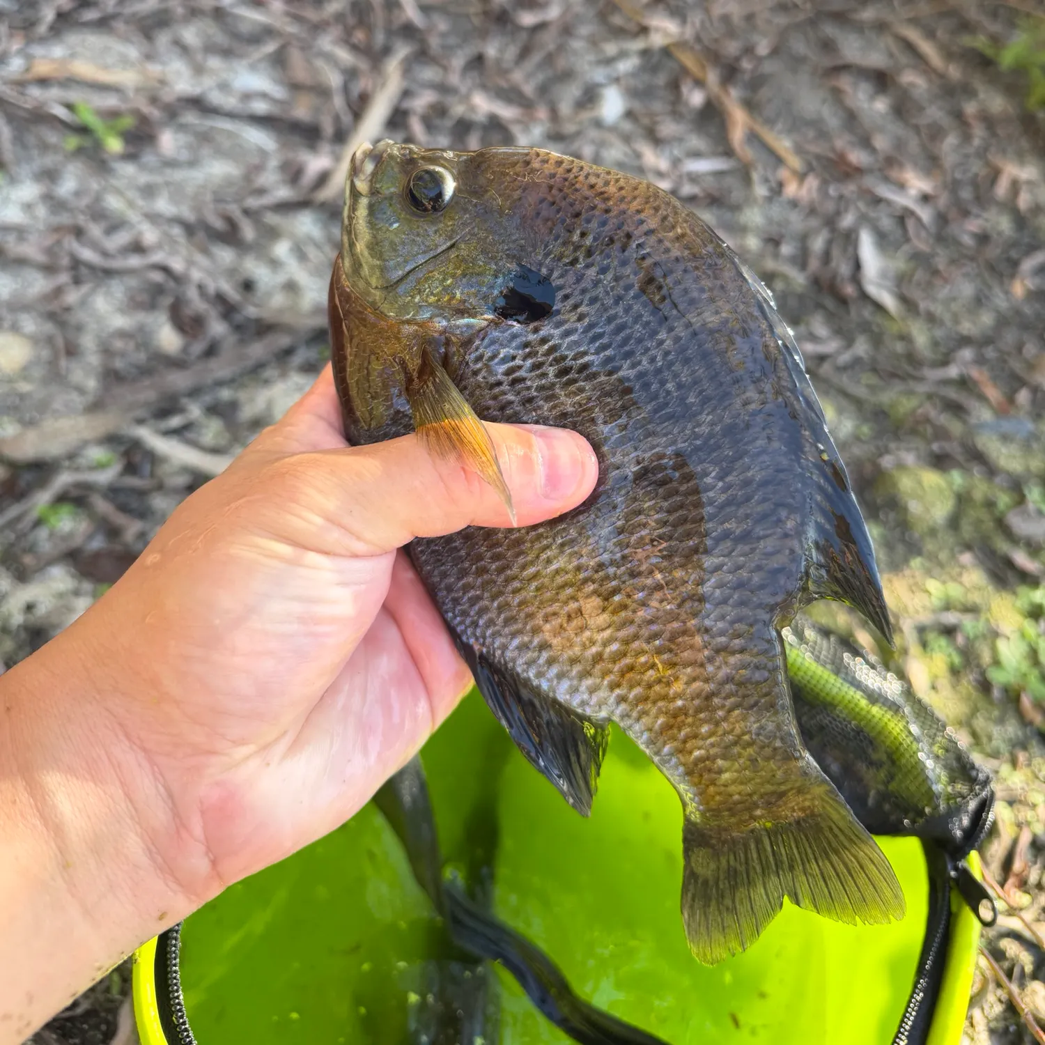 Bluegill caught on Fishbrain