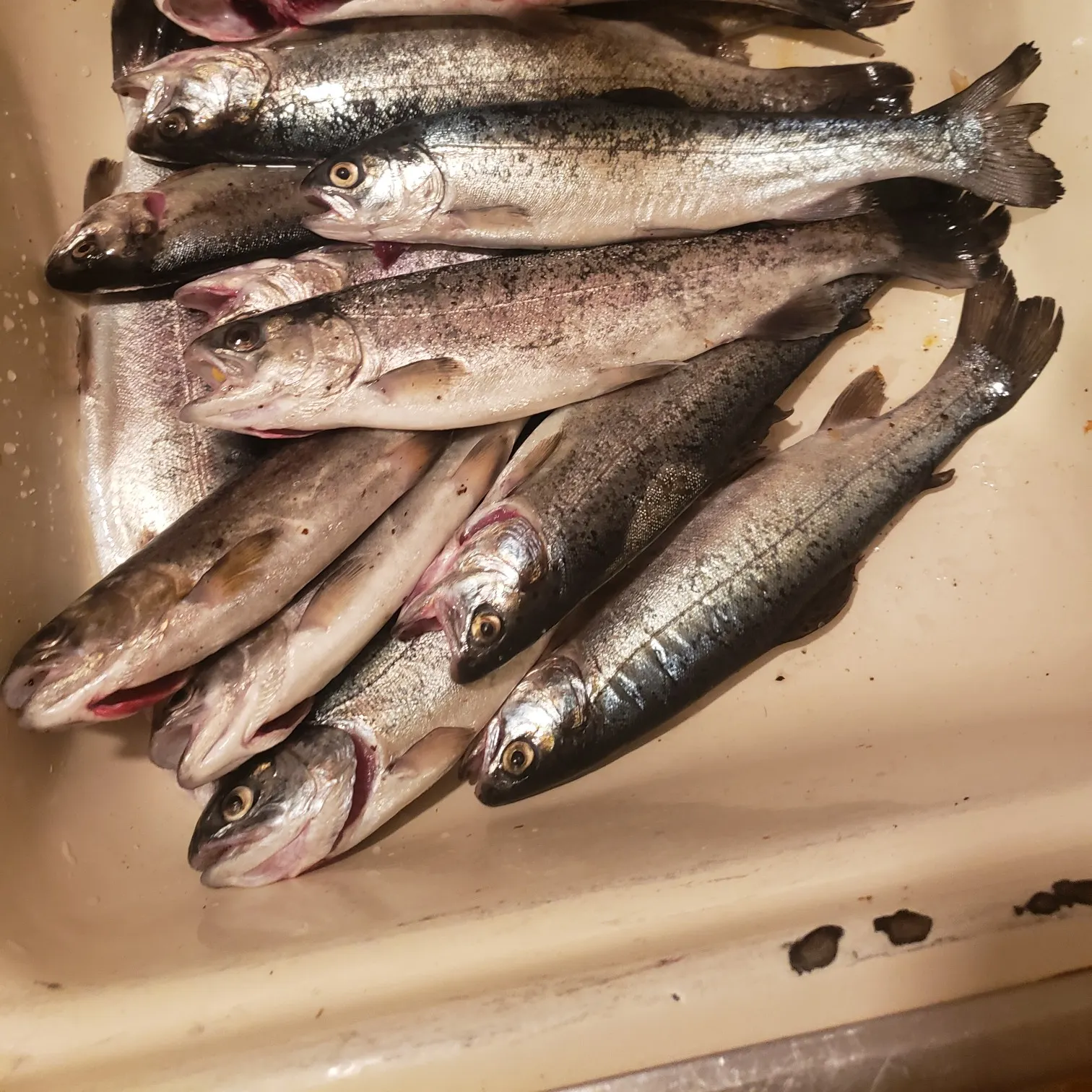 recently logged catches