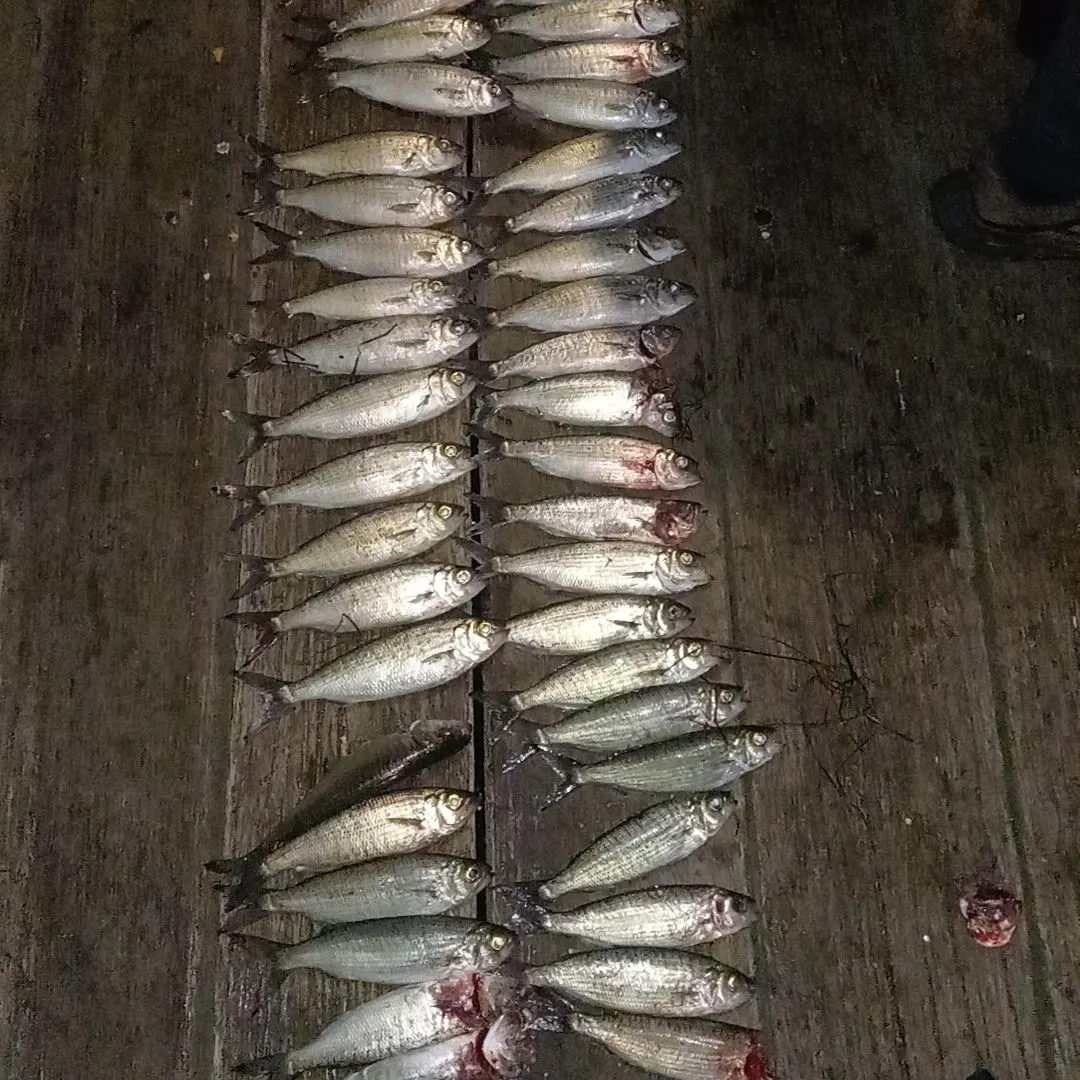 The most recent Australian ruff catches on Fishbrain
