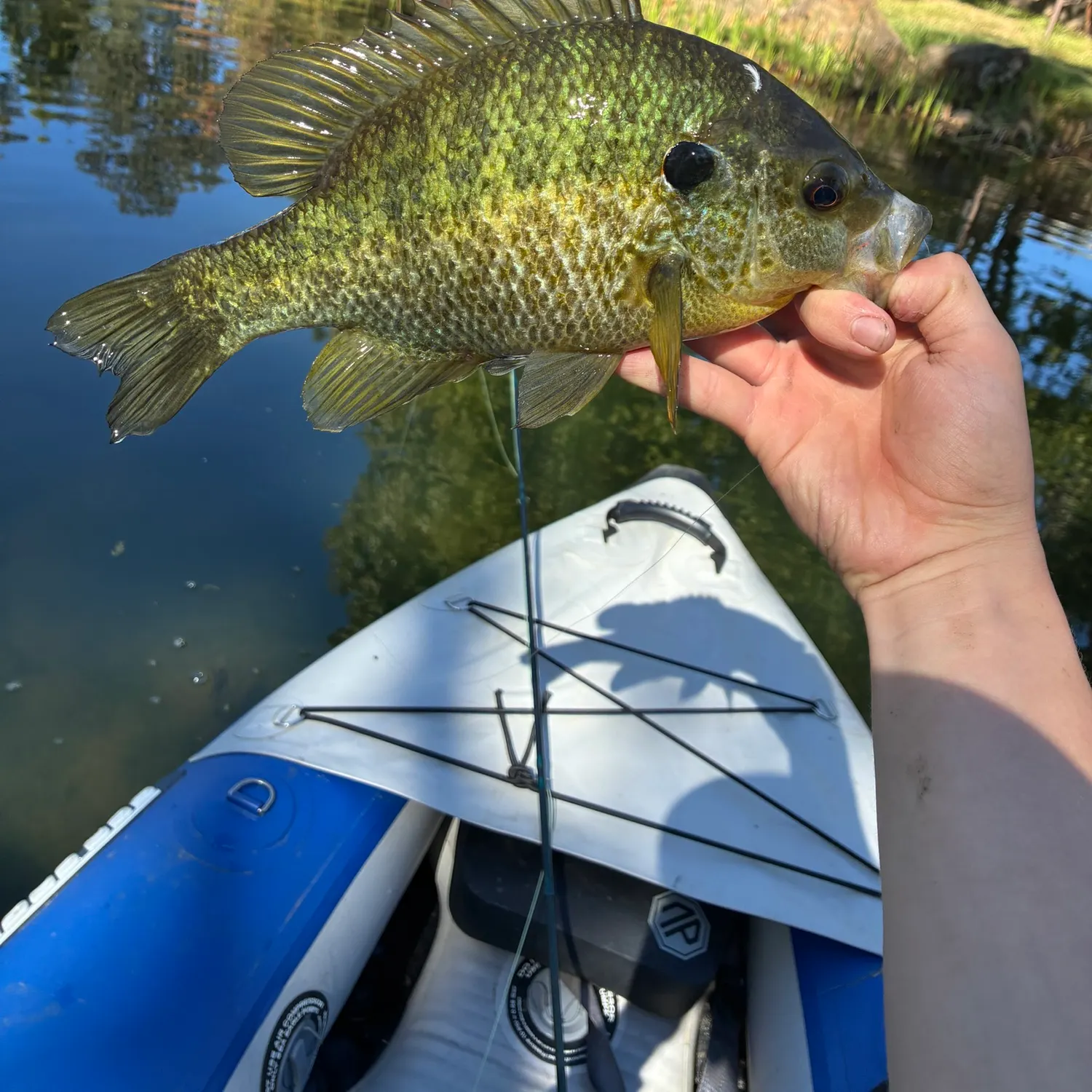 Redear sunfish caught on Fishbrain