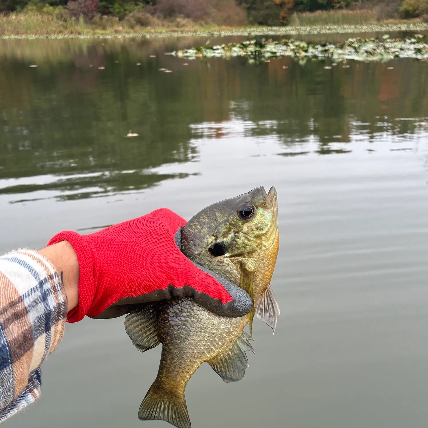 Bluegill caught on Fishbrain