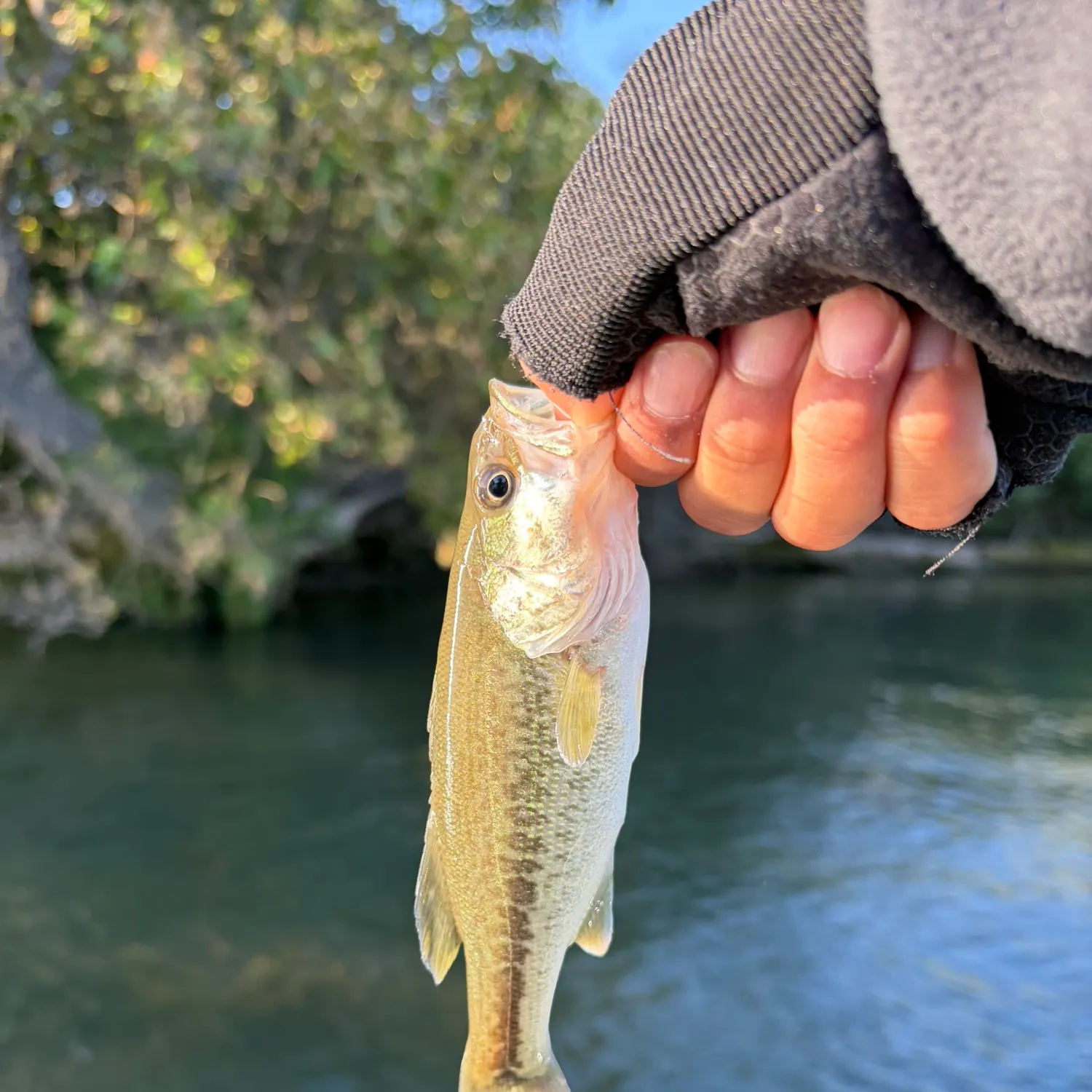 The most recent Chilipepper catches on Fishbrain
