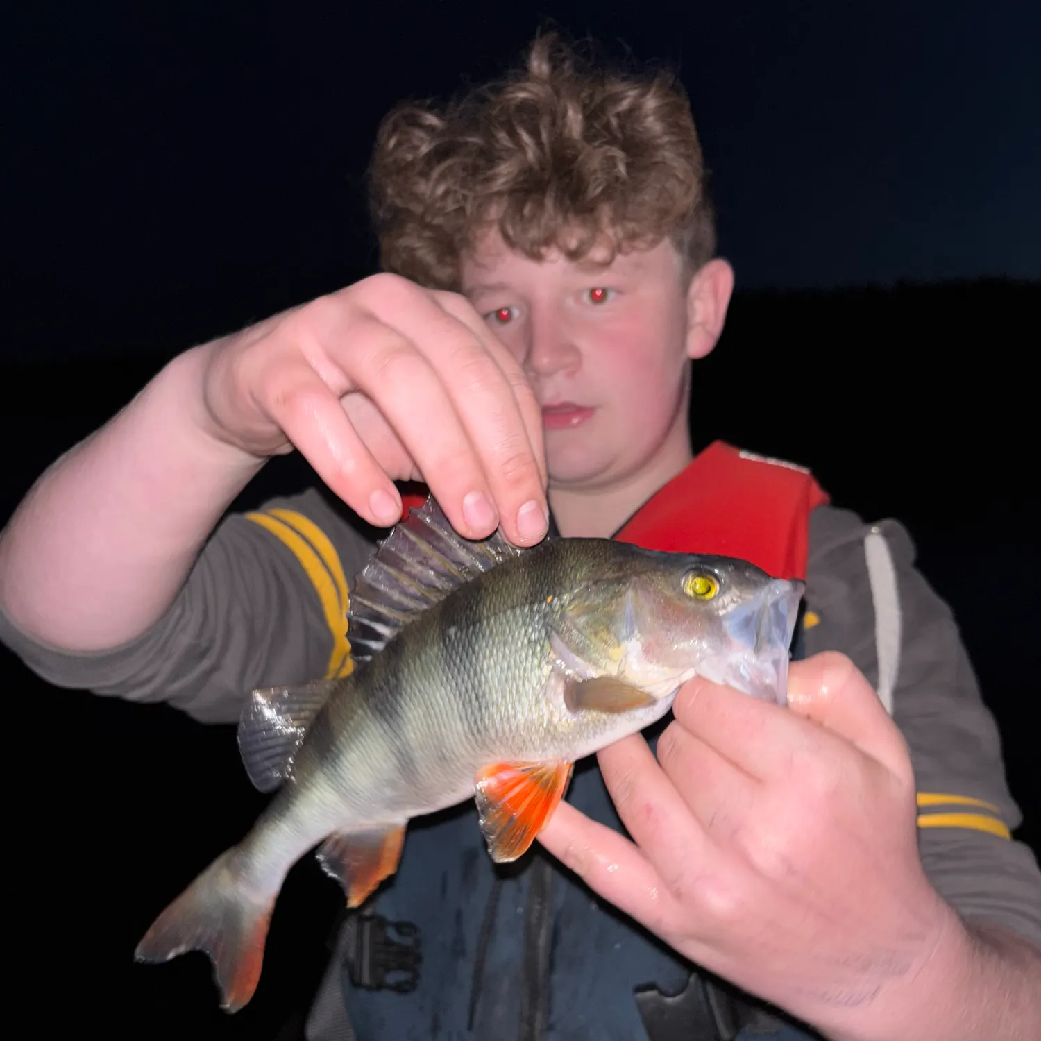 European perch caught on Fishbrain