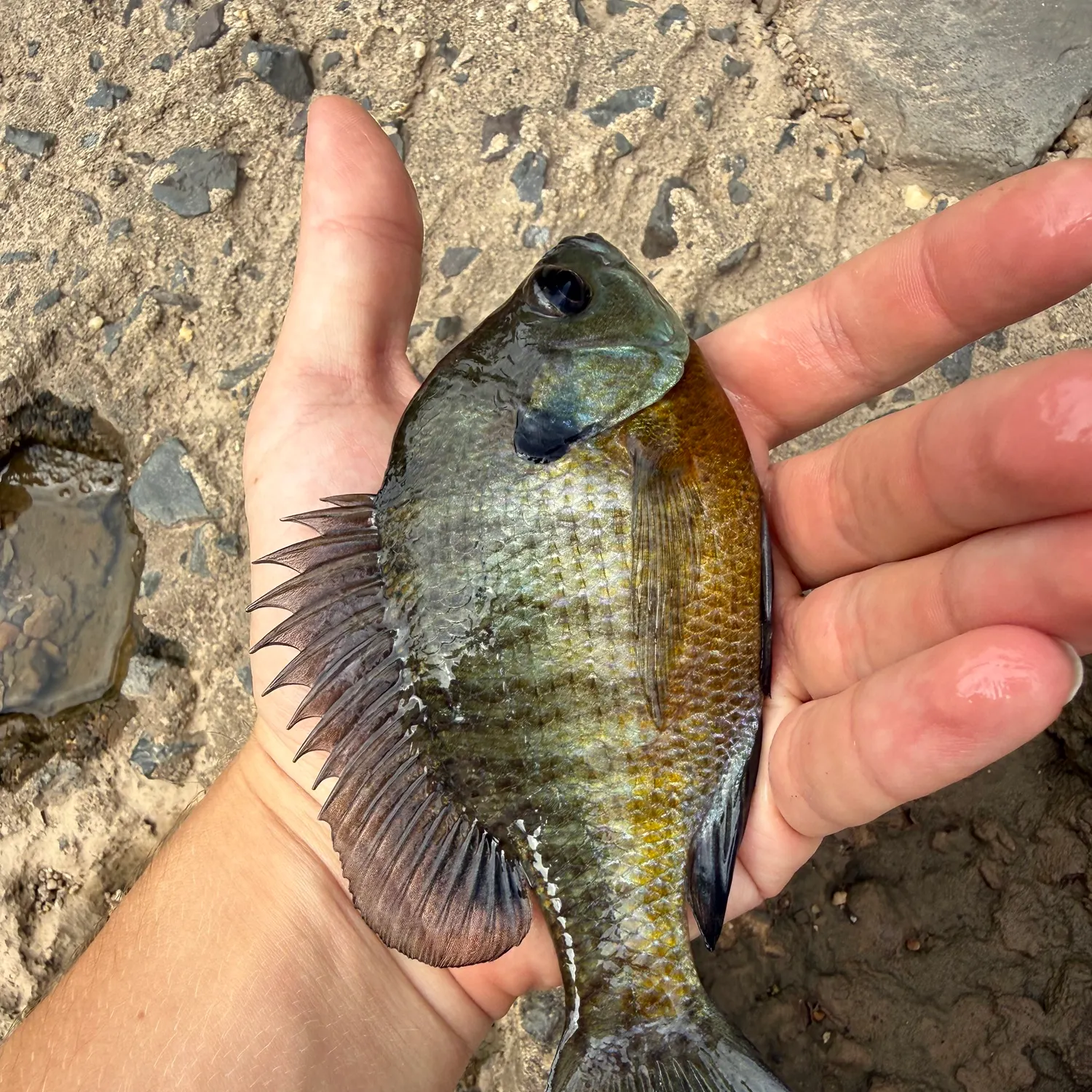 Bluegill caught on Fishbrain