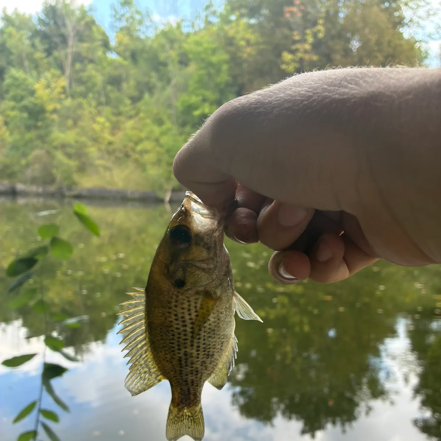 Rock bass caught on Fishbrain