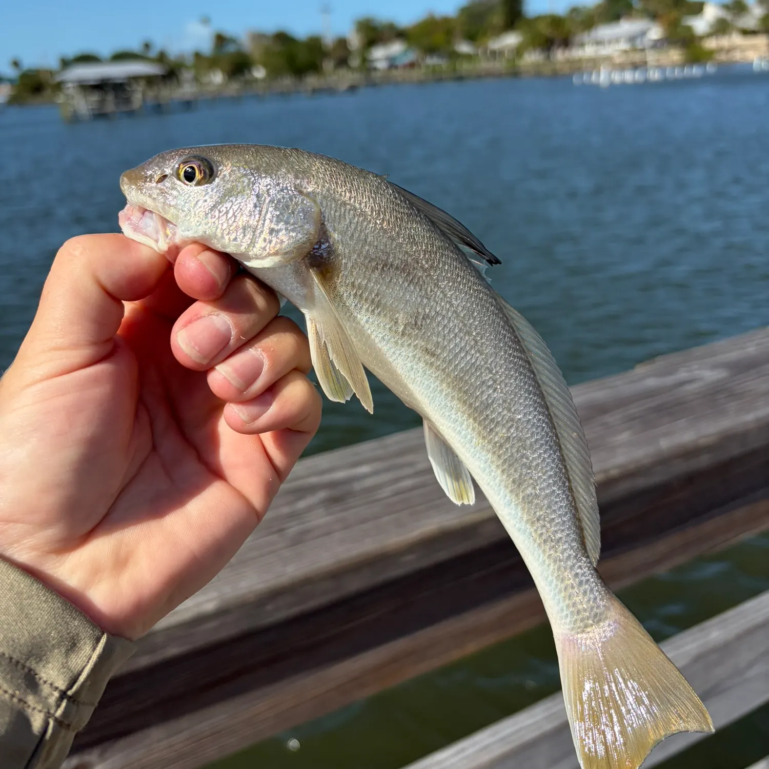 The most recent Southern kingcroaker catches on Fishbrain