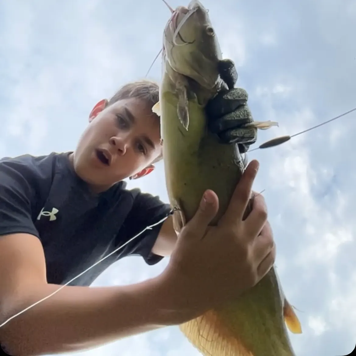 Channel catfish caught on Fishbrain