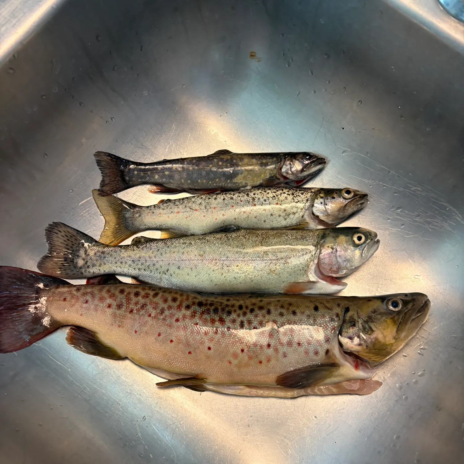 recently logged catches