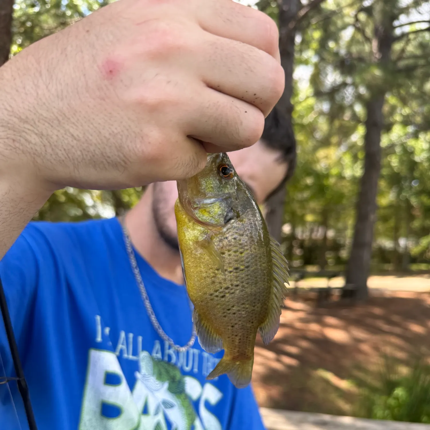 Warmouth caught on Fishbrain