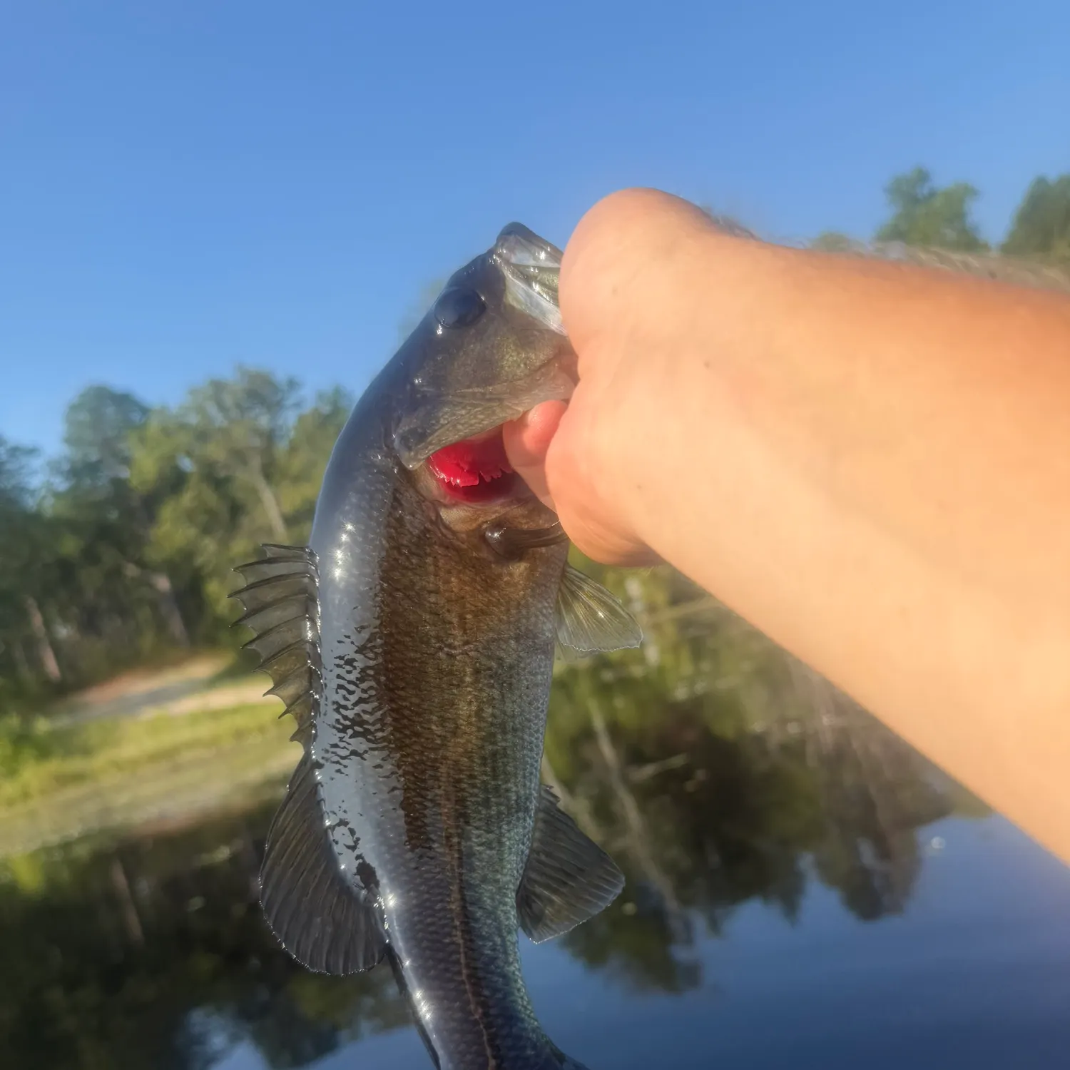Largemouth bass caught on Fishbrain