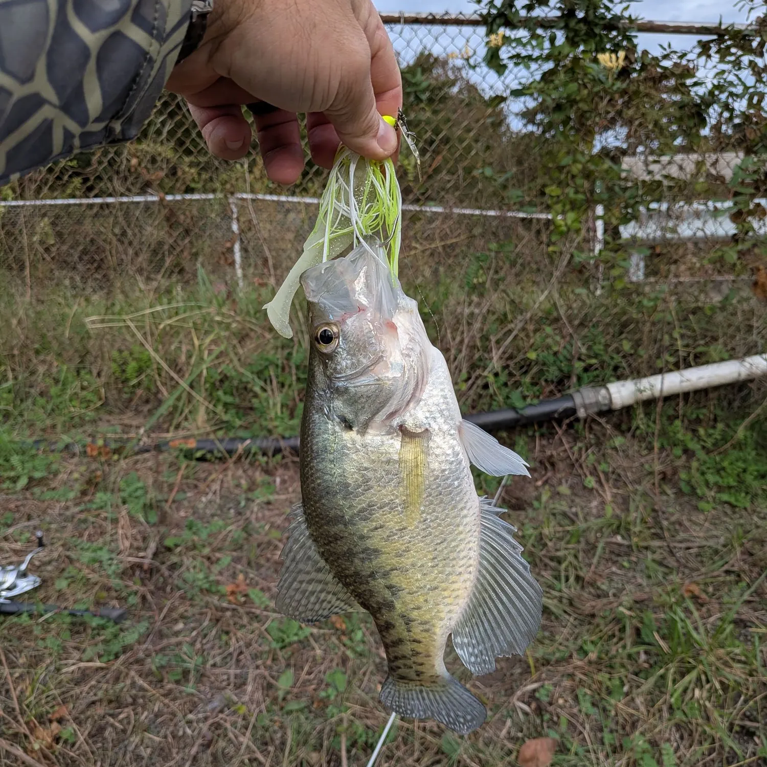 White crappie caught on Fishbrain