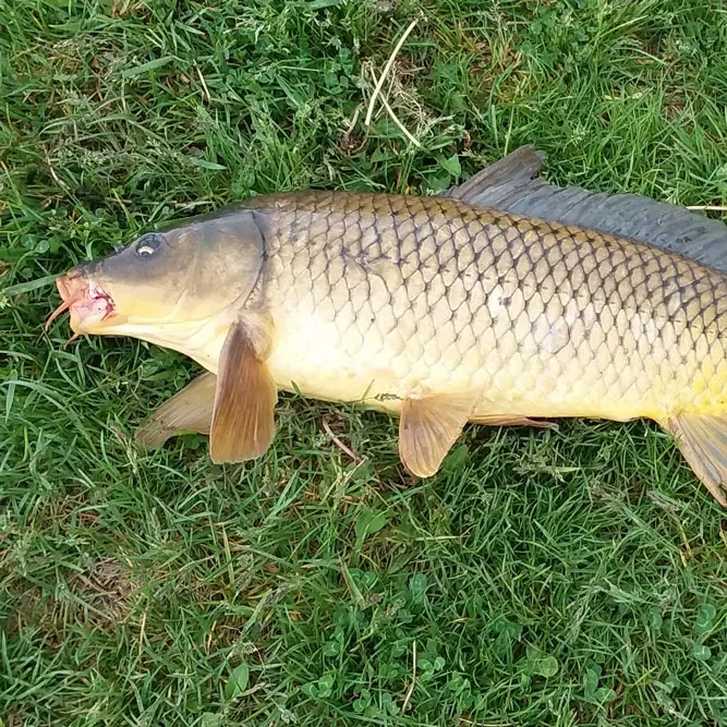 Common carp caught on Fishbrain