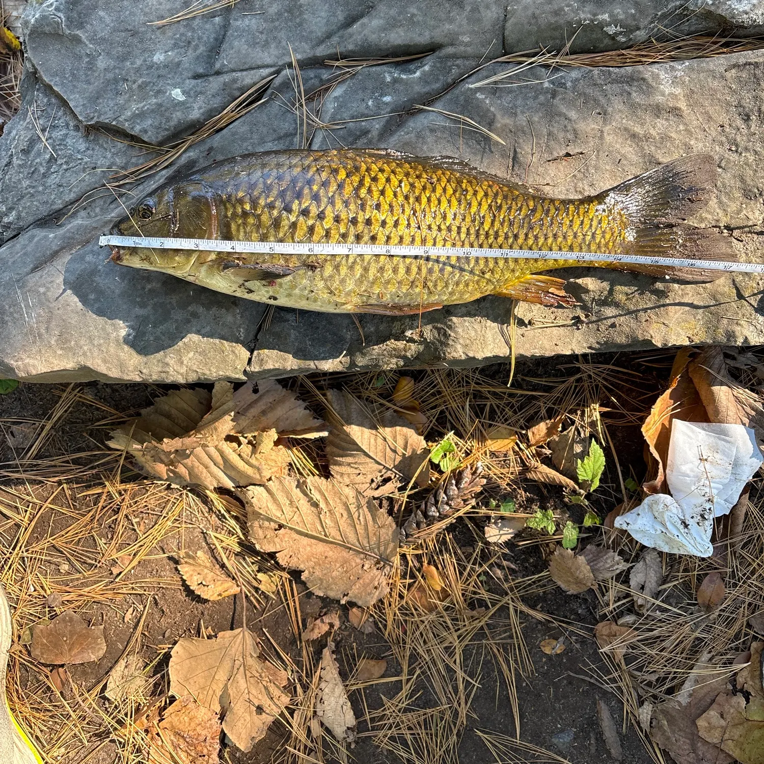 Common carp caught on Fishbrain