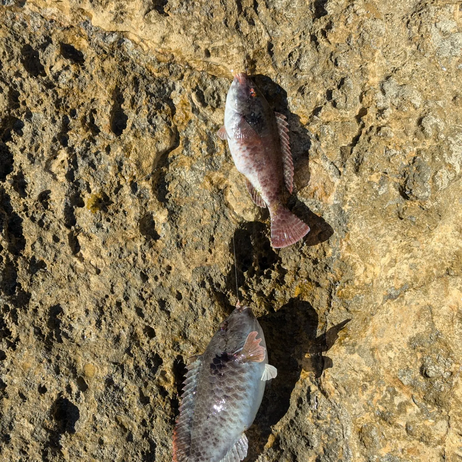 The most recent Rainbow parrotfish catches on Fishbrain