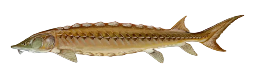 Shortnose sturgeon