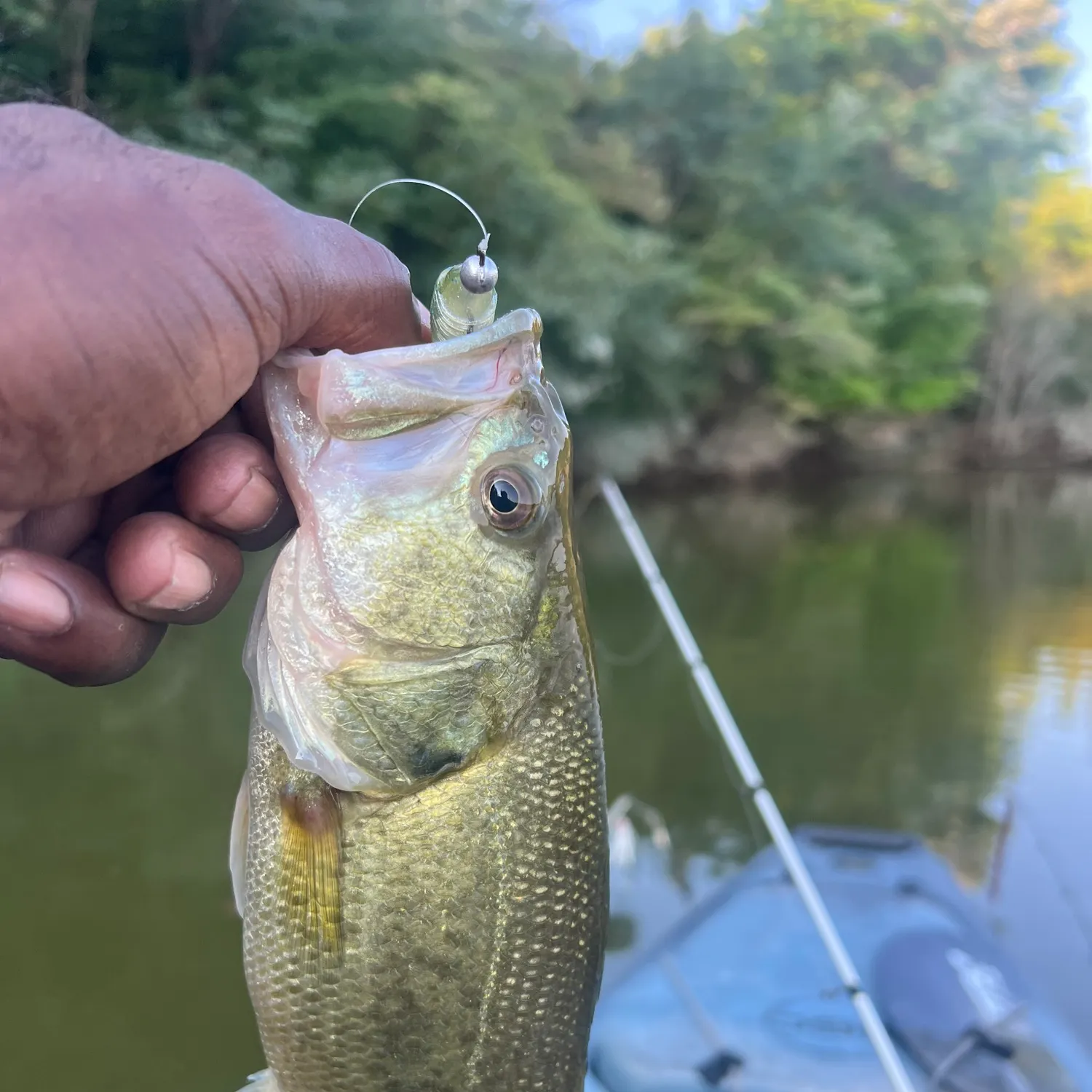 Largemouth bass caught on Fishbrain
