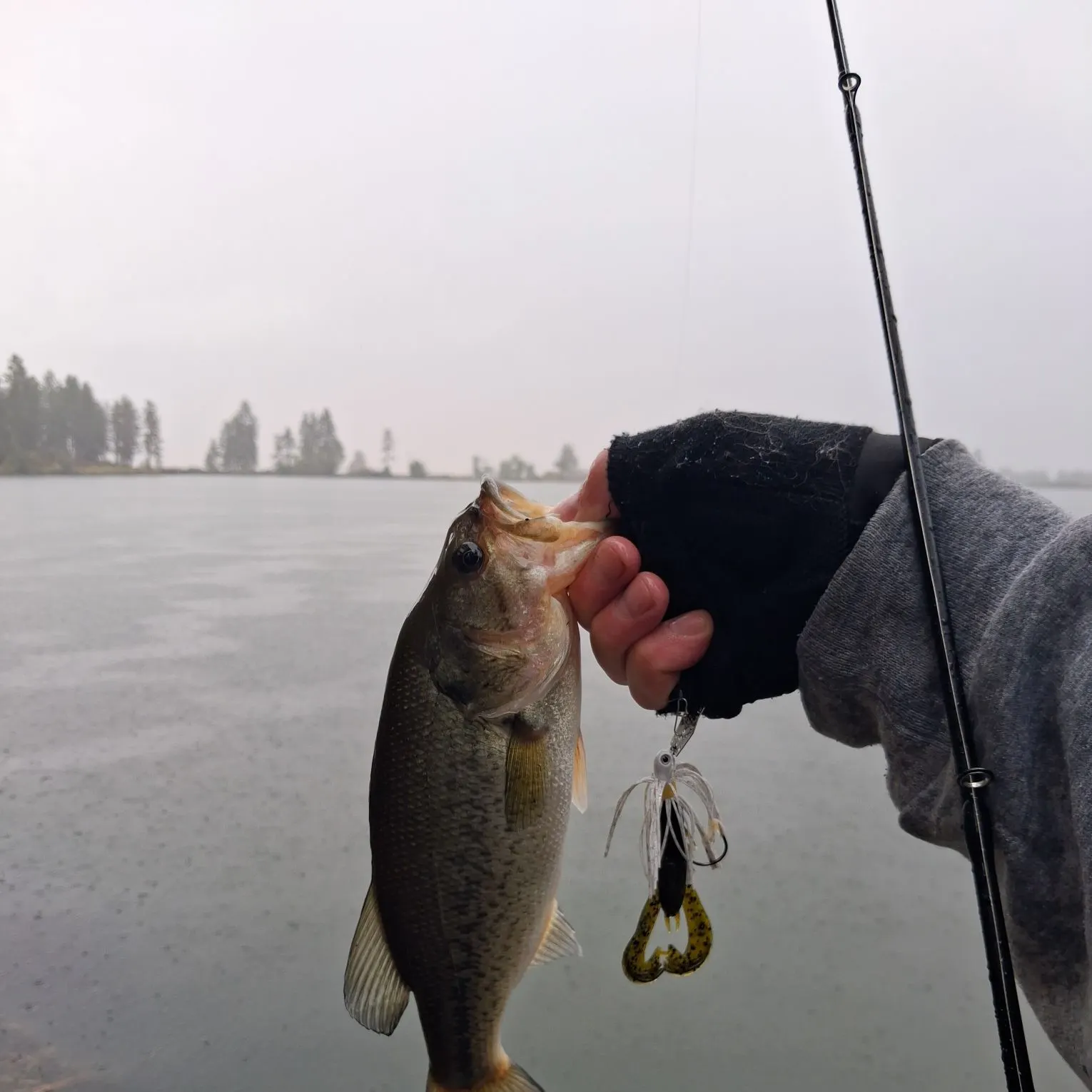 Largemouth bass caught on Fishbrain