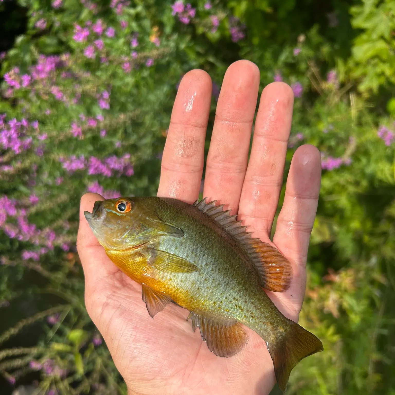 The most recent Redbreast sunfish catches on Fishbrain