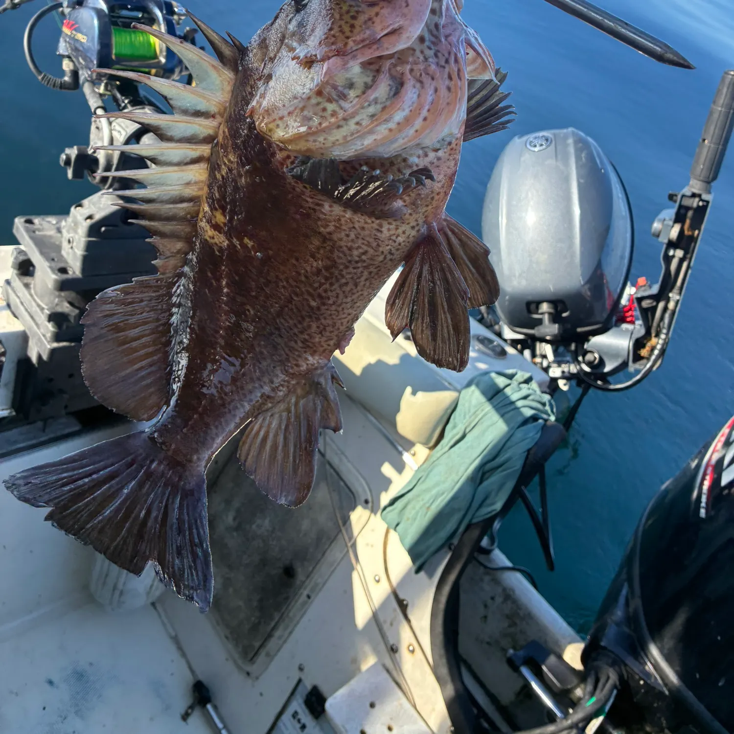 The most recent Quillback rockfish catches on Fishbrain