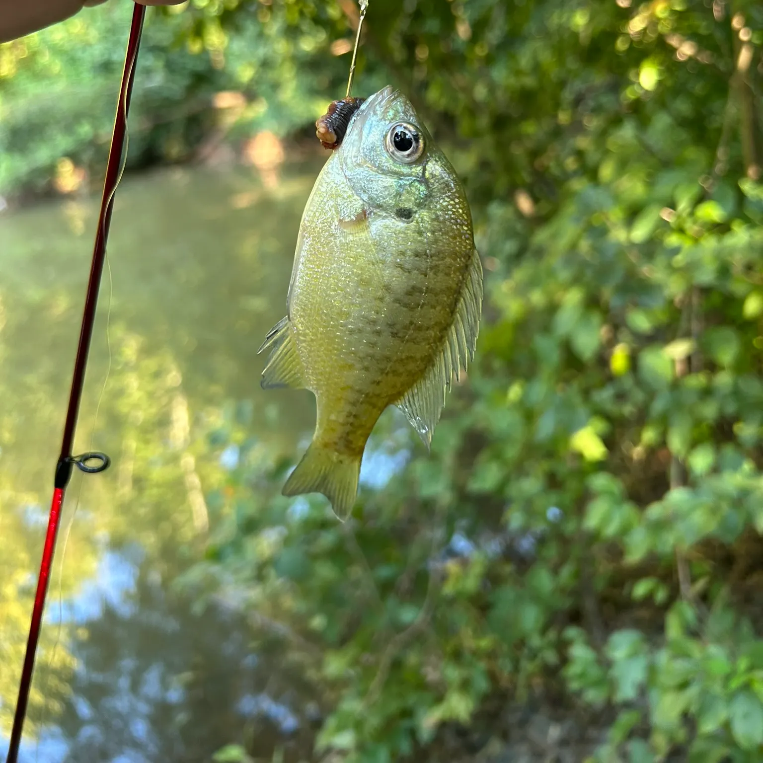 The most recent Bluegill catches on Fishbrain