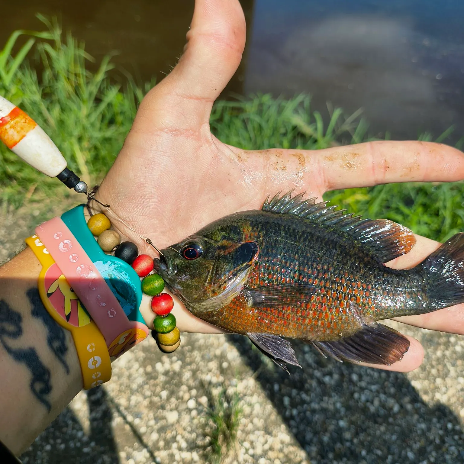 The most recent Redspotted sunfish catches on Fishbrain