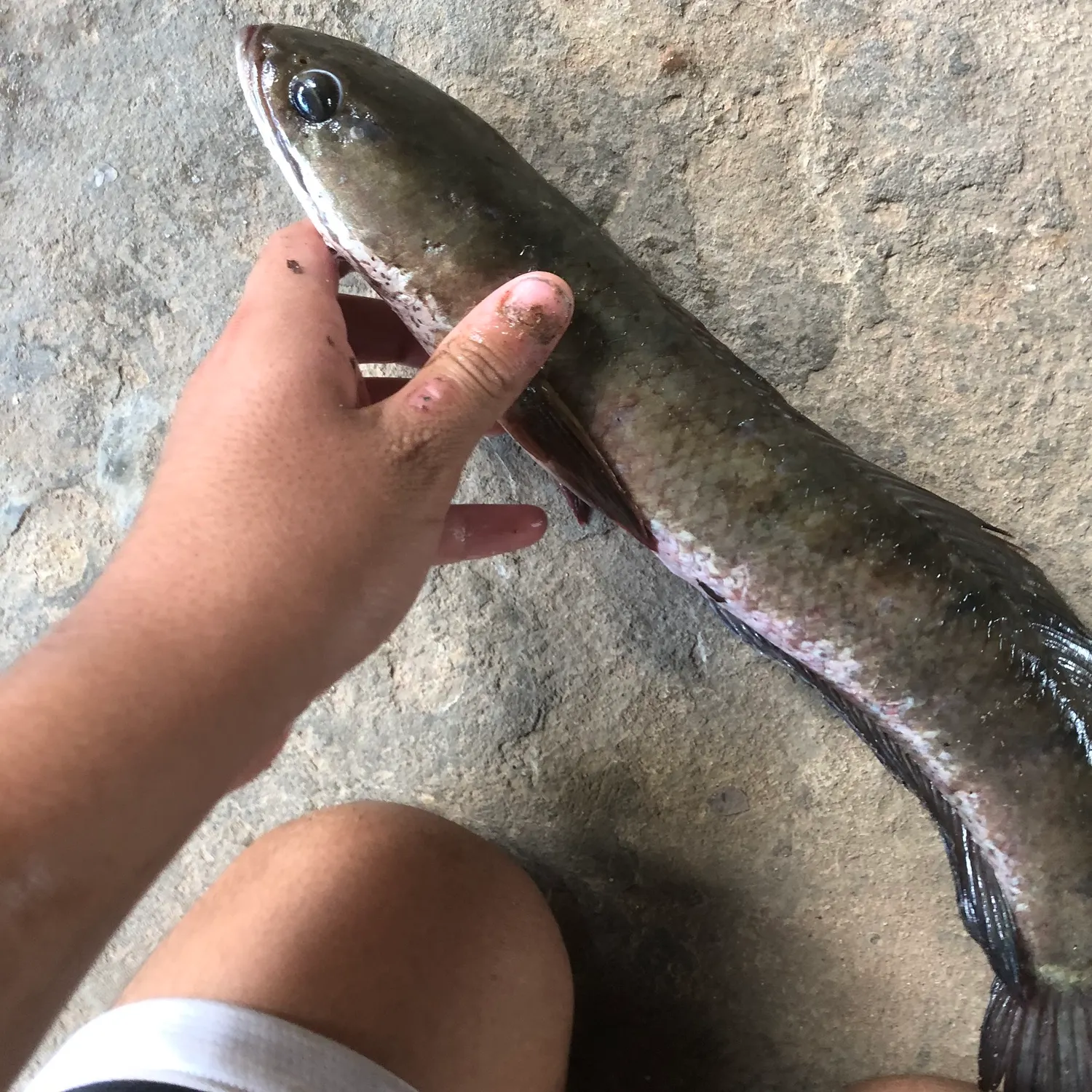 The most popular recent Indonesian snakehead catch on Fishbrain