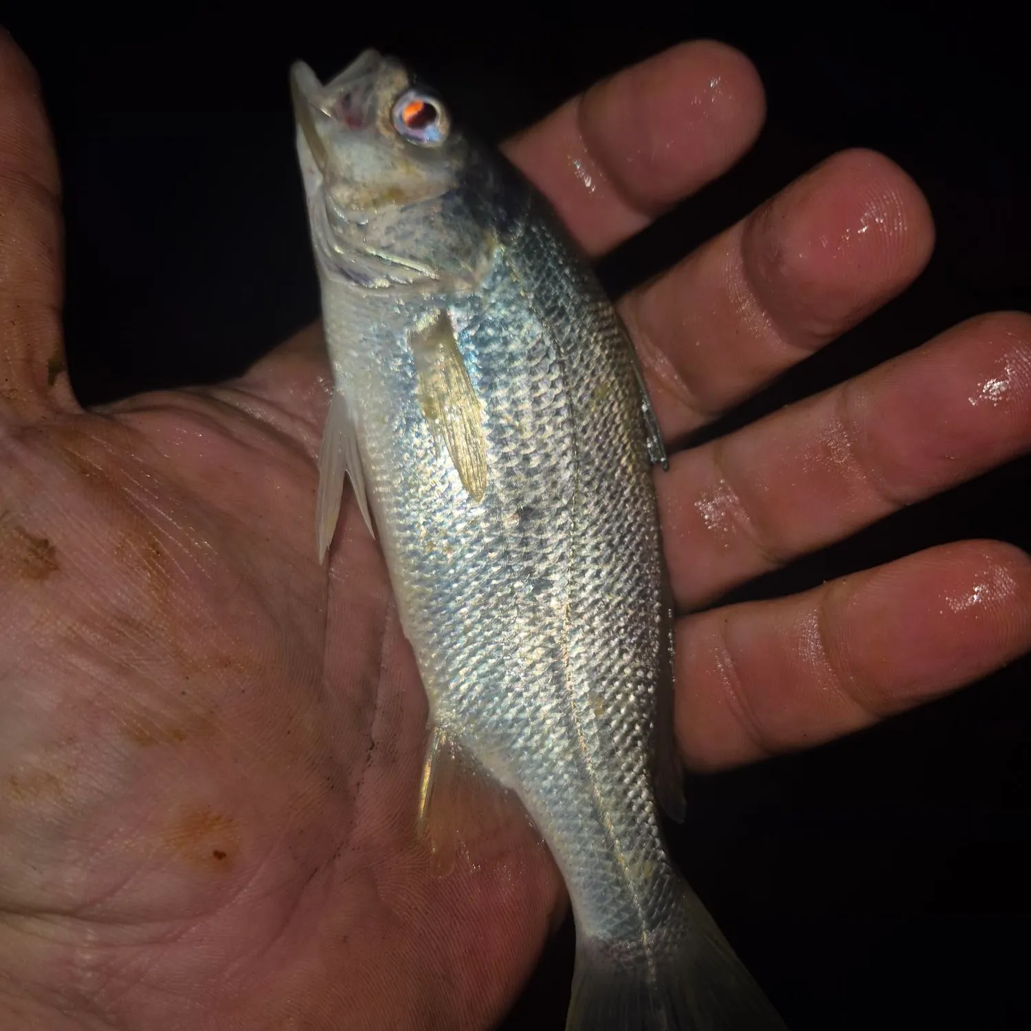 Silver perch caught on Fishbrain