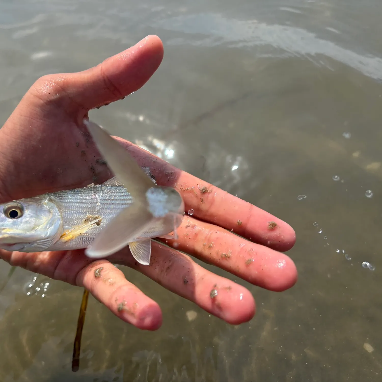 The most recent Cortez bonefish catches on Fishbrain