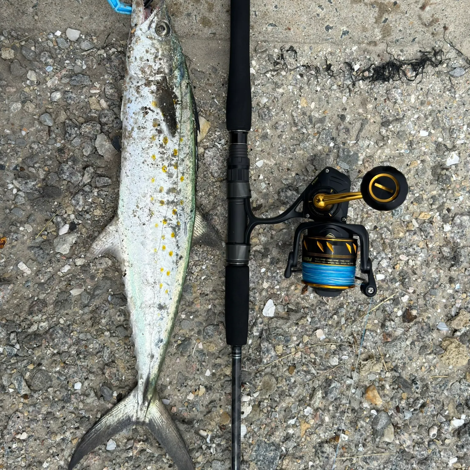 Spanish mackerel caught on Fishbrain