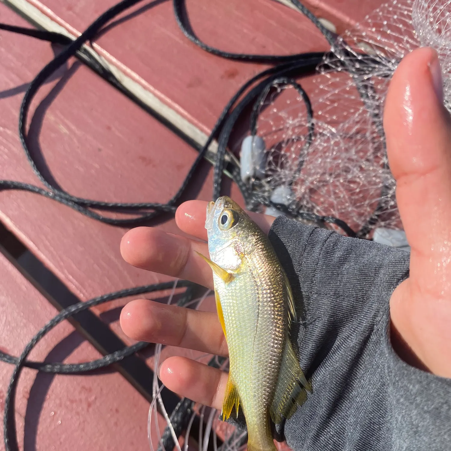 Silver perch caught on Fishbrain