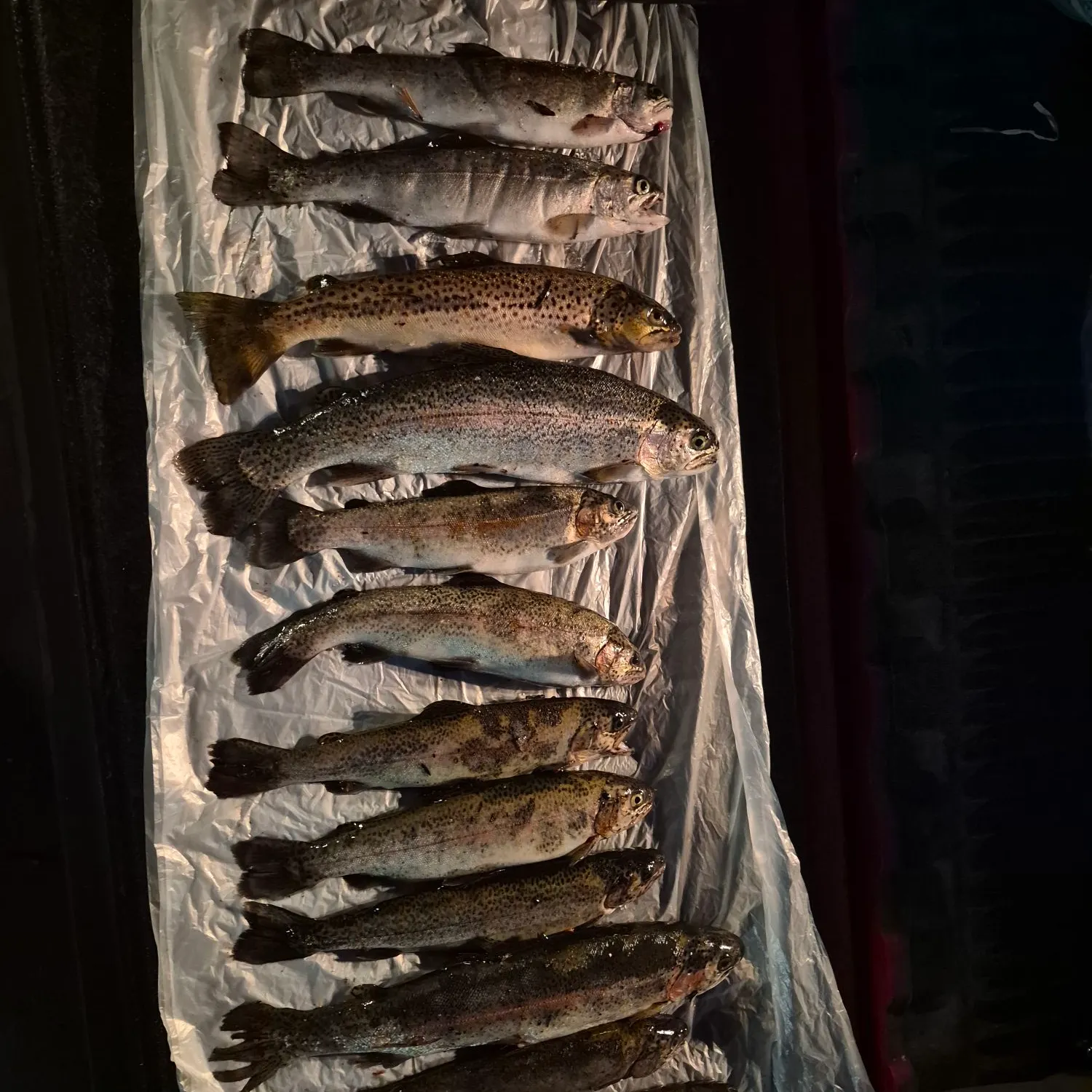 Rainbow trout caught on Fishbrain