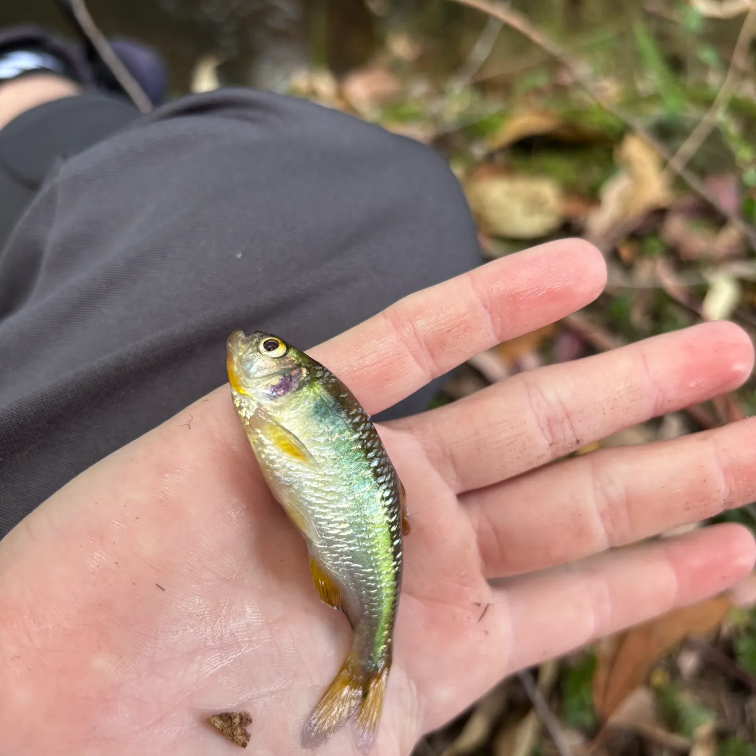 The most recent Antioquia tetra catches on Fishbrain