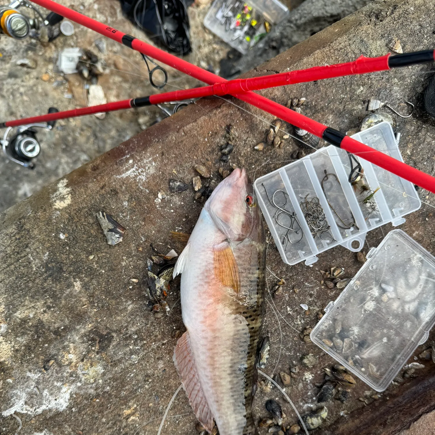 The most recent Bluespotted wrasse catches on Fishbrain