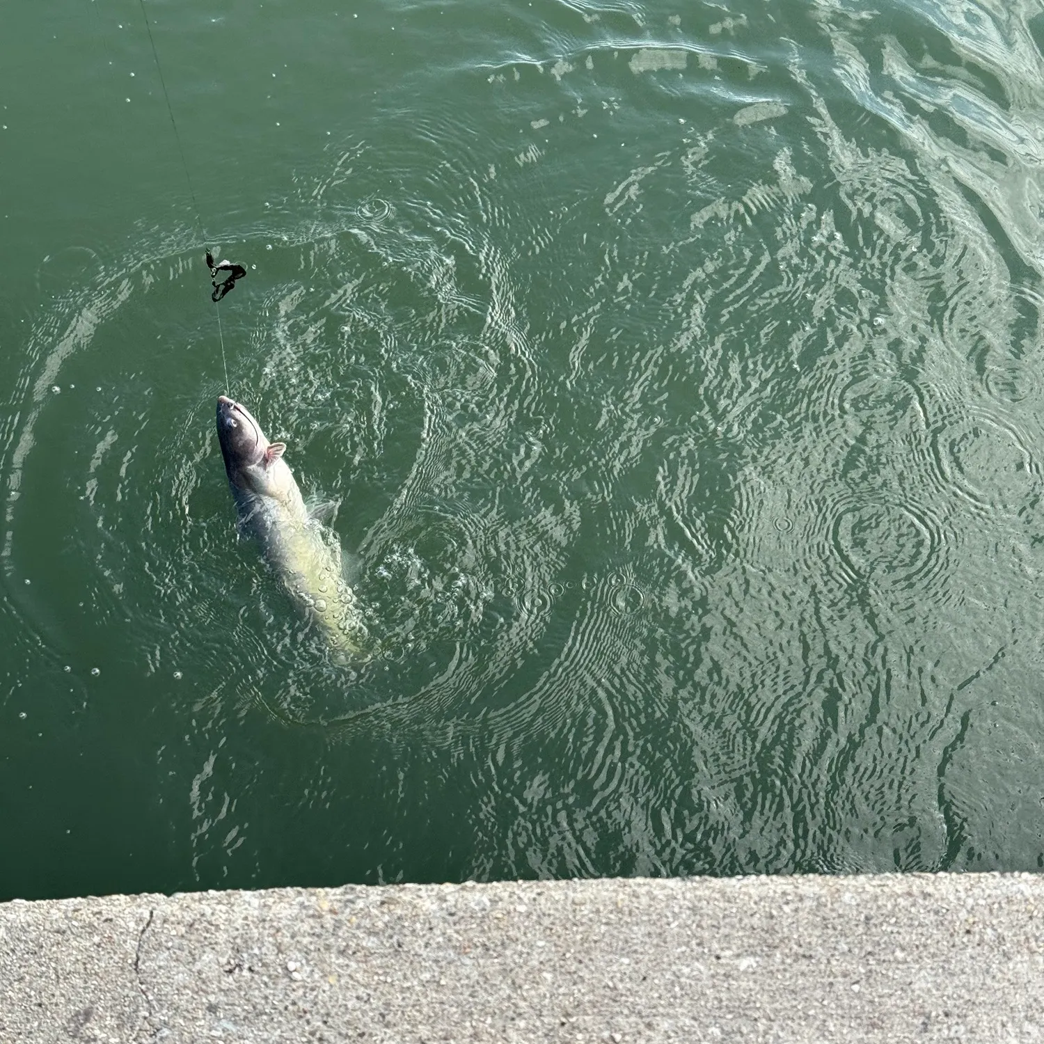 Channel catfish caught on Fishbrain