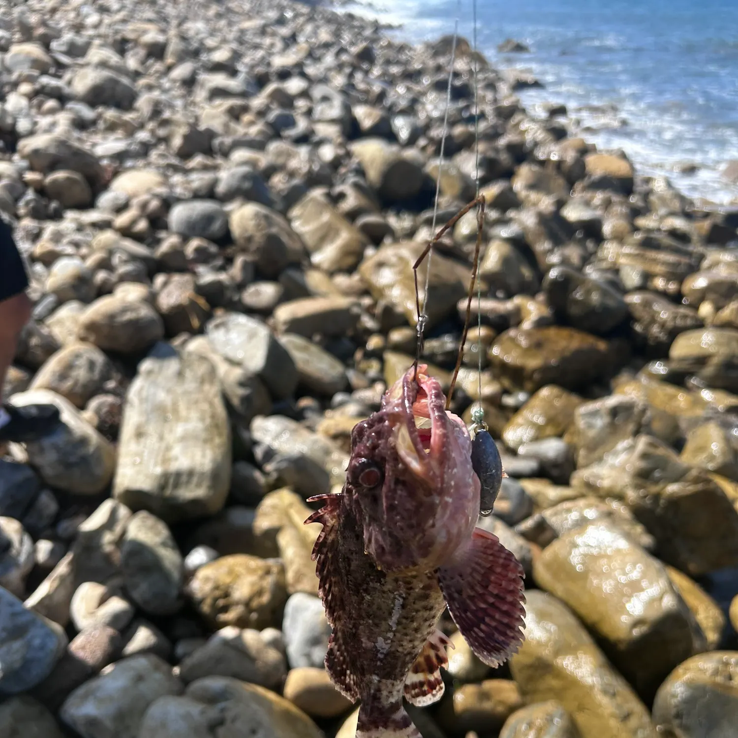 California scorpionfish caught on Fishbrain