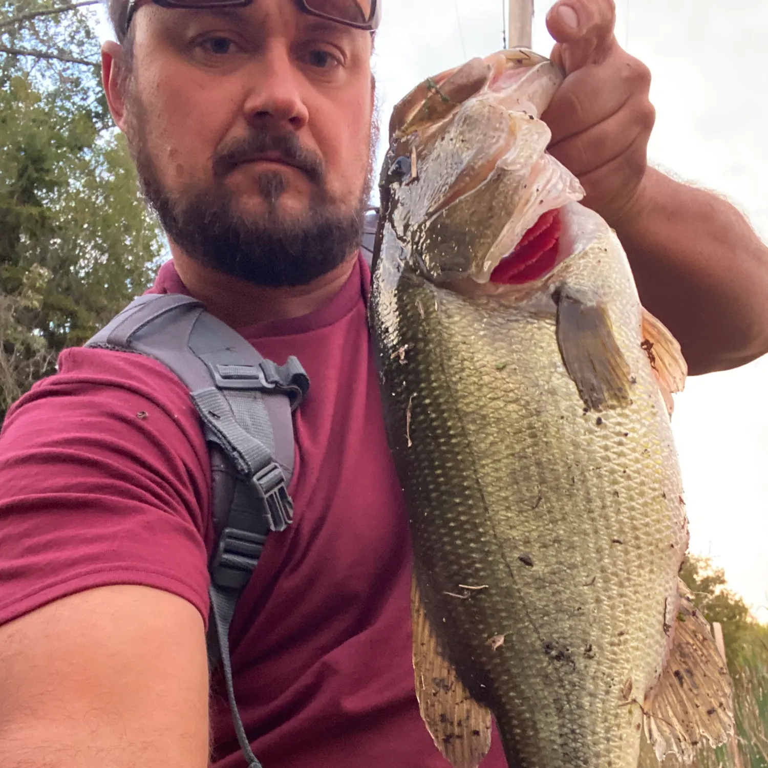 Largemouth bass caught on Fishbrain